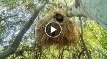How to Build Bird Nest House on Top of the Tree