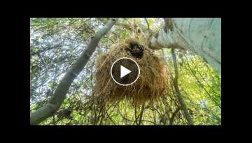 How to Build Bird Nest House on Top of the Tree