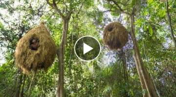 How to Build the Most Beautiful Bird Nest Tree House in Deep Jungle by Ancient Skills
